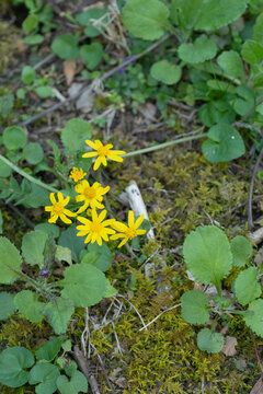Roundleaf ragwort (Packaera obovata) bright yellow wildflowers.