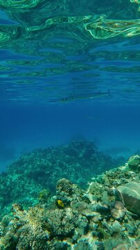 Vertical footage, curious Full Beak or Red Sea Houndfish swims close and looks at the camera, other Gar fish stay away, swimming in the turquoise clear water below the surface in calm weather