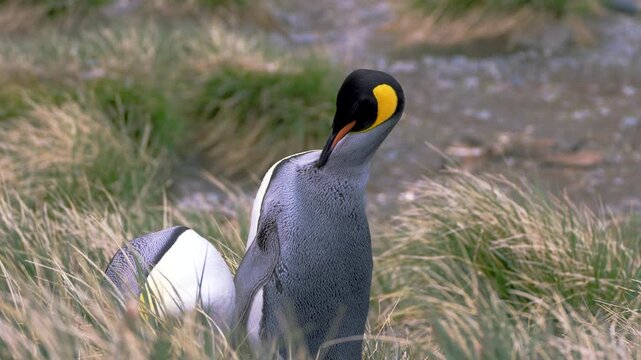 Close-up video of two king penguins scratching and grooming themselves, showing natural feather cleaning behavior and interaction in a calm subantarctic wildlife environment.