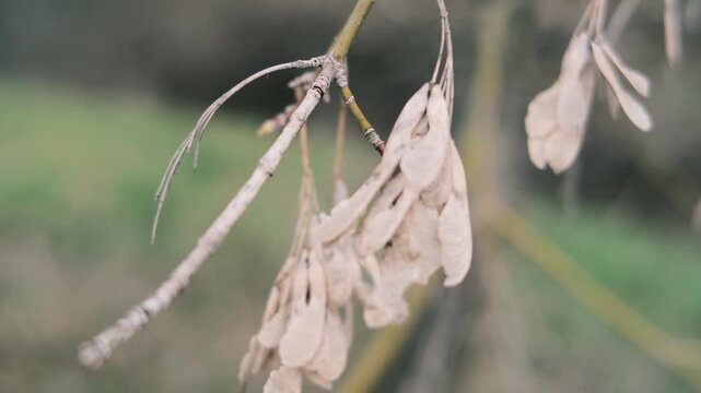 Close-up of thin tree branches showing dry seed pods from winter alongside fresh green buds emerging in early spring. The images feature a moody, blurred background with heavy vintage film grain