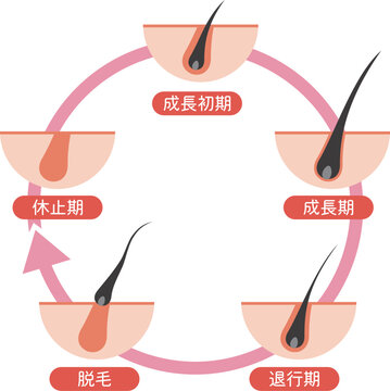発毛サイクル