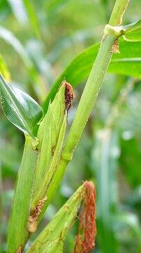 slow motion footage of corn plant damage caused by larvae pests, featuring borer holes and plant tissue decay, ideal for agriculture, pest control, and food security concepts