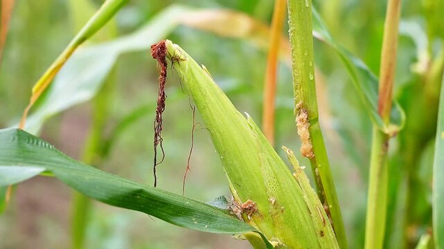 slow motion footage of corn plant damage caused by larvae pests, featuring borer holes and plant tissue decay, ideal for agriculture, pest control, and food security concepts