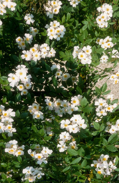 Rose 'Francis Elester' , rosier