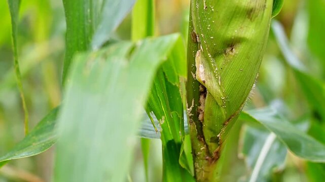 slow motion footage of corn plant damage caused by larvae pests, featuring borer holes and plant tissue decay, ideal for agriculture, pest control, and food security concepts
