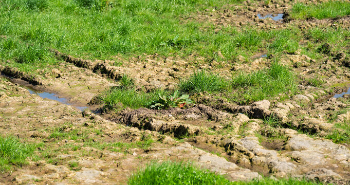 Muddy Grass Field With Ruts, Puddles, and Rough Ground