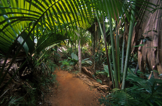 Lodoicea maldivica , Coco de mer, Parc national de Praslin vall&eacute;e de Mai, Patrimoine mondial UNESCO, Ile de Praslin, Seychelles