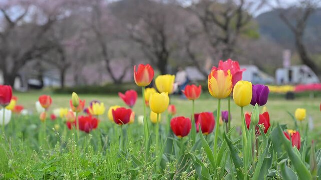 チューリップと桜