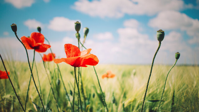 Red poppy flowers and green buds in field under blue sky. ANZAC Day, Australian Gallipoli campaign memorial, Memorial Day, Veterans Day, US military tribute, Commonwealth war graves
