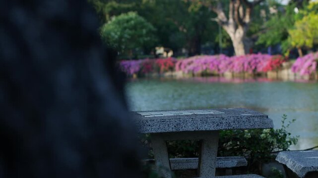 Stone concrete terrazzo table and bench set in a public park beside a green lake with pink bougainvillea flowers in bokeh