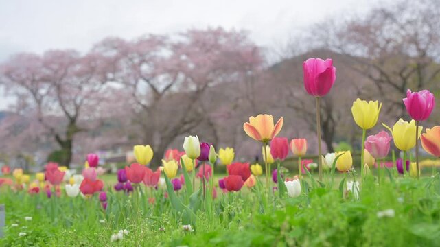チューリップと桜
