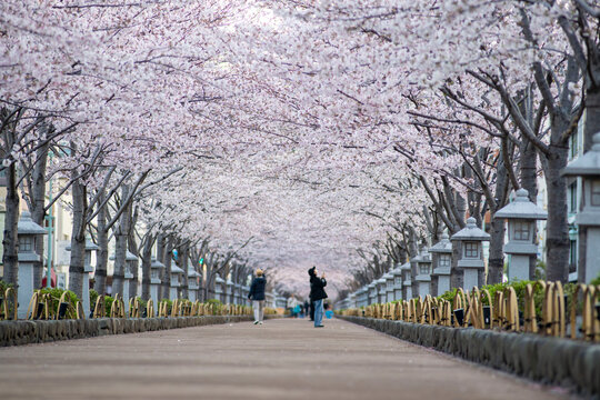 鶴岡八幡宮」の写真素材 | 1,802件の無料イラスト画像 | Adobe Stock