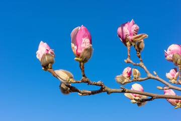 Fototapeta premium A branch of a pink magnolia tree with vibrant budding flowers and fuzzy sepals against a clear, brilliant blue sky during a sunny spring day in the garden.