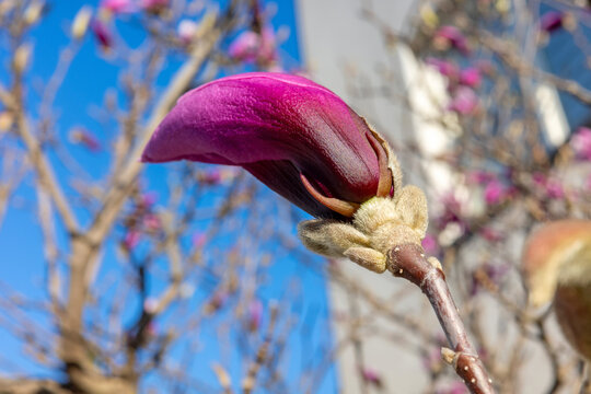 A detailed macro shot captures a vibrant purple magnolia bud emerging from its fuzzy sepals against a clear blue sky, signaling the beautiful arrival of early spring.