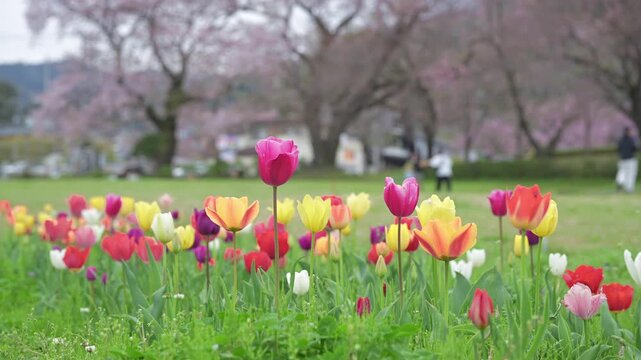 チューリップと桜