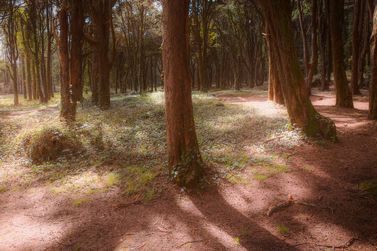 Sunlight through forest trees with shadows on ground