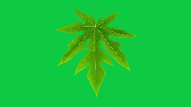 papaya leaf on green screen