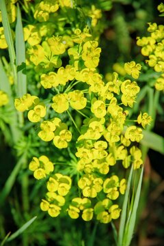 yellow flowers in the garden