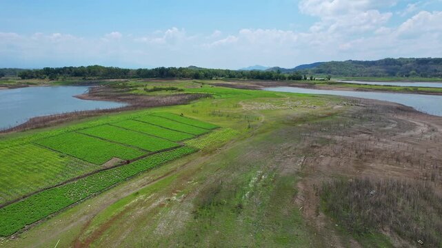 Aerial drone footage of Gadjah Mungkur reservoir lake side lands, with agricultural green vegetable peanut fields on them, forest behind, sunny weather, in Wonogiri regency, Java island, Indonesia