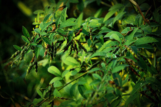 Close up of a Pigeon pea plant, scientifically known as Cajanus cajan. It is a widely cultivated legume, also known as Toor Dal in India. Green toor dal falli and leaves.