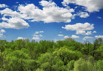 Fototapeta premium A lush green forest canopy stretches across the horizon under a bright blue sky filled with fluffy white clouds.