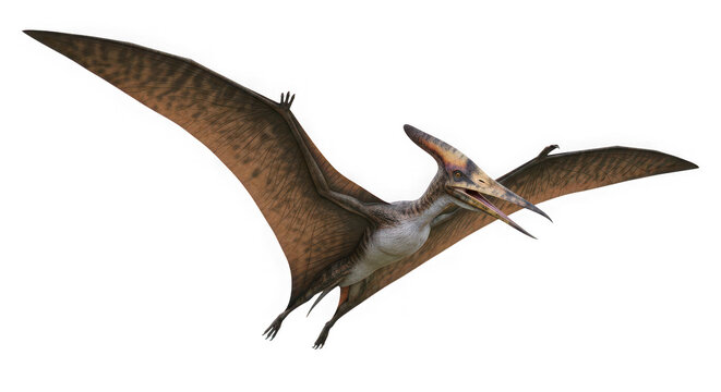 Pteranodon flying dinosaur isolated on transparent background