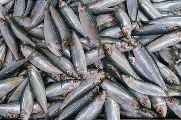 Obraz premium Fresh sardines close up at fish market, raw seafood background with small silver fish, natural texture and detailed scales, marine food concept, fresh catch, healthy protein source, ocean fish pattern