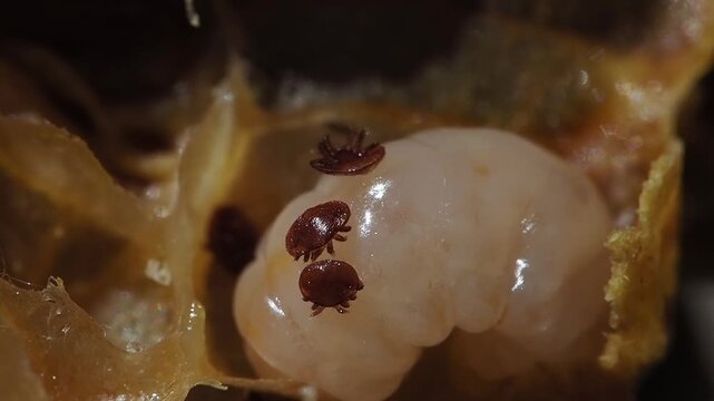 Macro footage of Varroa destructor parasite on a drone bee larva inside the honeycomb cell.
This close-up shows one of the most destructive threats to honey bee colonies, feeding on developing brood i