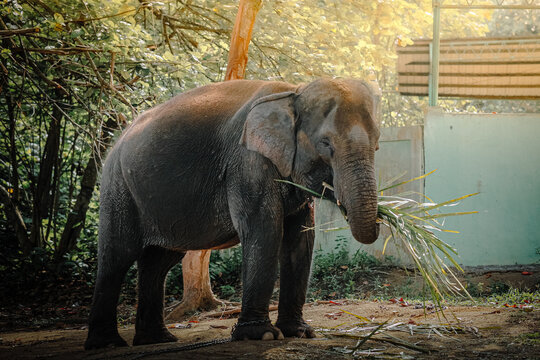 Gajah Sumatera dewasa sedang makan rumput hijau di bawah sinar matahari pagi yang hangat.  An adult Sumatran elephant eating green grass under warm morning sunlight in a park setting.