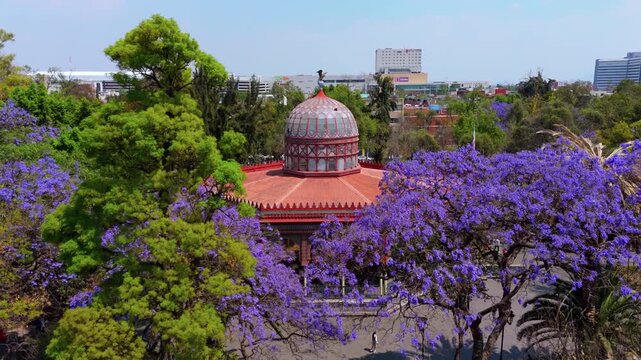 Jacarandas in Santa Maria la Ribera