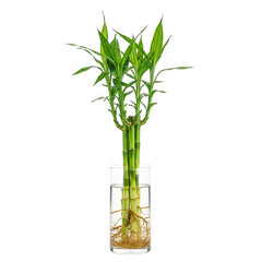 Obraz premium Lucky bamboo plant in glass vase with water, green dracaena sanderiana stalks with roots, indoor botanical home decor for feng shui isolated on Transparent Background