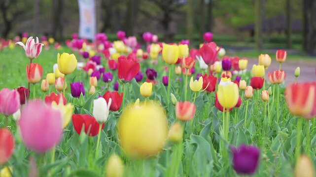 カラフルなチューリップ