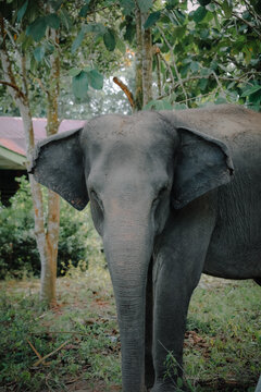  Side profile of an elephant face with detailed wrinkled skin against a green tree background. Profil samping wajah gajah dengan detail kulit berkeriput di depan latar belakang pohon hijau.