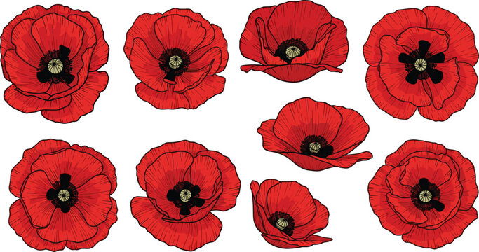 Set of red poppy flowers realistic vector collection of blooming floral elements for botanical design remembrance theme and nature illustration