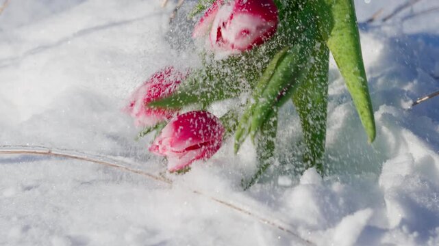 Close-up of tulips in the snow. Contrast between the fragility of spring flowers and the cold of late frosts. Natural light illuminates the frozen flowers.