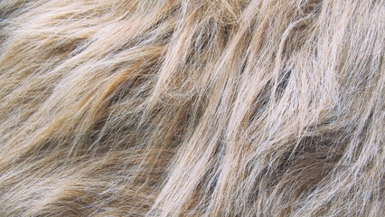 Naklejka premium Close-up texture of brown animal fur or long hair background.