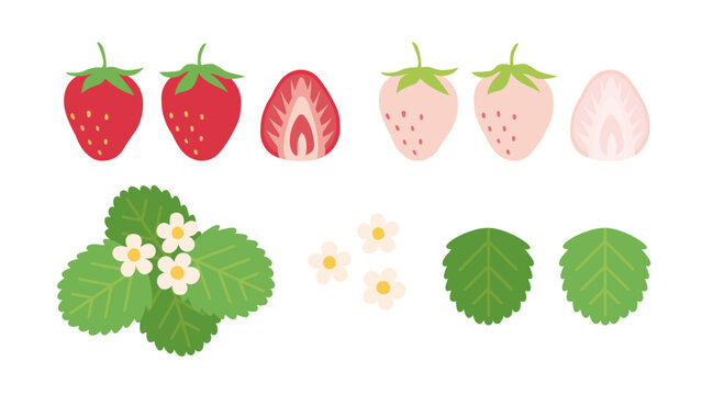 シンプルでかわいいイチゴの装飾イラストセット　白いちご　花と葉っぱ　苺の断面図　スライス