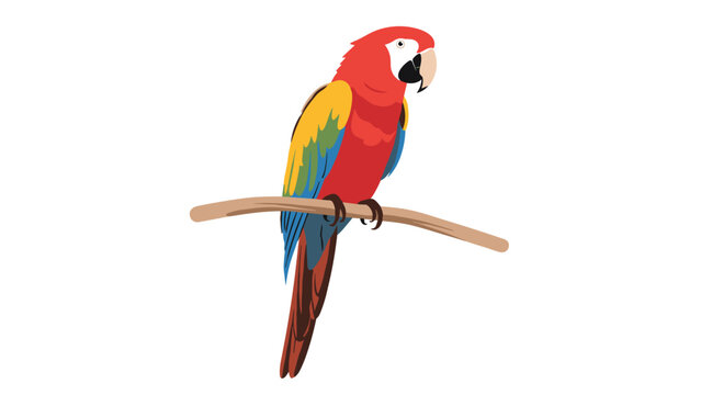 Vibrant illustration of a colorful parrot with red, yellow, and blue feathers perched on a simple brown branch over a white background.