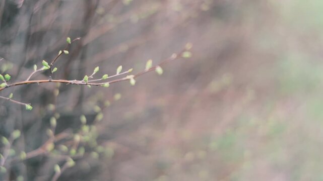 Close-up of thin tree branches showing dry seed pods from winter alongside fresh green buds emerging in early spring. The images feature a moody, blurred background with heavy vintage film grain