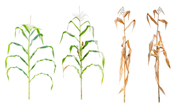 Stages of corn plant growth and decay isolated on transparent background. Set includes green healthy stalks and dry withered plants, ideal for agriculture, life cycle, and seasonal farming concepts,