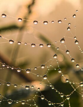 A spider web covered in dew drops glistens in the morning light