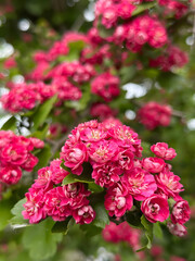 Fototapeta premium Pink Crataegus laevigata Paul's Scarlet flowers in bloom.