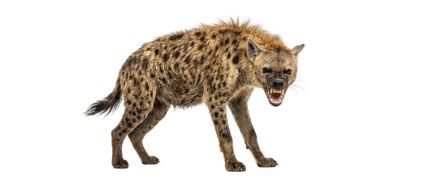 Hyena snarling on white background with wildlife