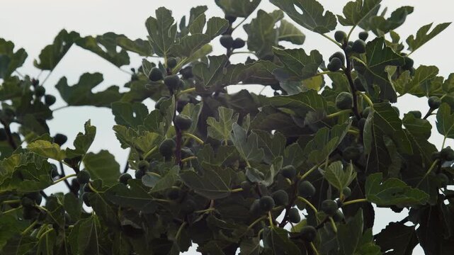 Leaves of the fig tree fill the view with clusters of unripe figs growing under sunlight in a garden during the afternoon.