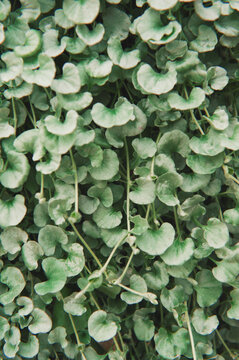 Macro foliage background with green leaves texture