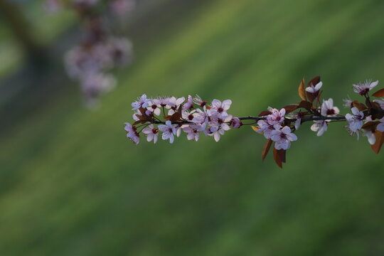 beautiful pink flowers on a cherry plum tree , prunus cerasifera, blooming at springtime on a green background, macro photography