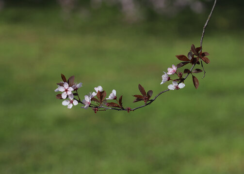 beautiful pink flowers on a cherry plum tree , prunus cerasifera, blooming at springtime on a green background, macro photography