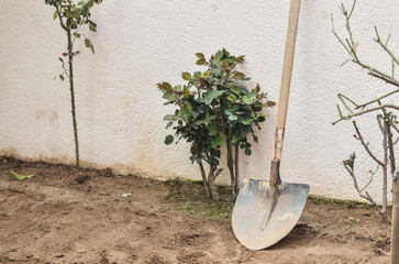 A metal shovel with a wooden handle leaning against a white textured wall in a garden. Freshly tilled soil and young rose bushes in a backyard. Concept of gardening, spring planting, and yard work. © Ilya K.