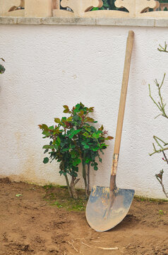 A metal shovel with a wooden handle leaning against a white textured wall in a garden. Freshly tilled soil and young rose bushes in a backyard. Concept of gardening, spring planting, and yard work.