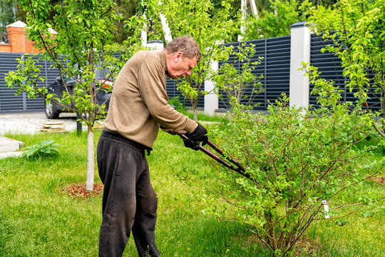 Mature man in garden gloves carefully trims leafy green bush using large pruning shears, tending to his vibrant spring garden with fence and car in background.